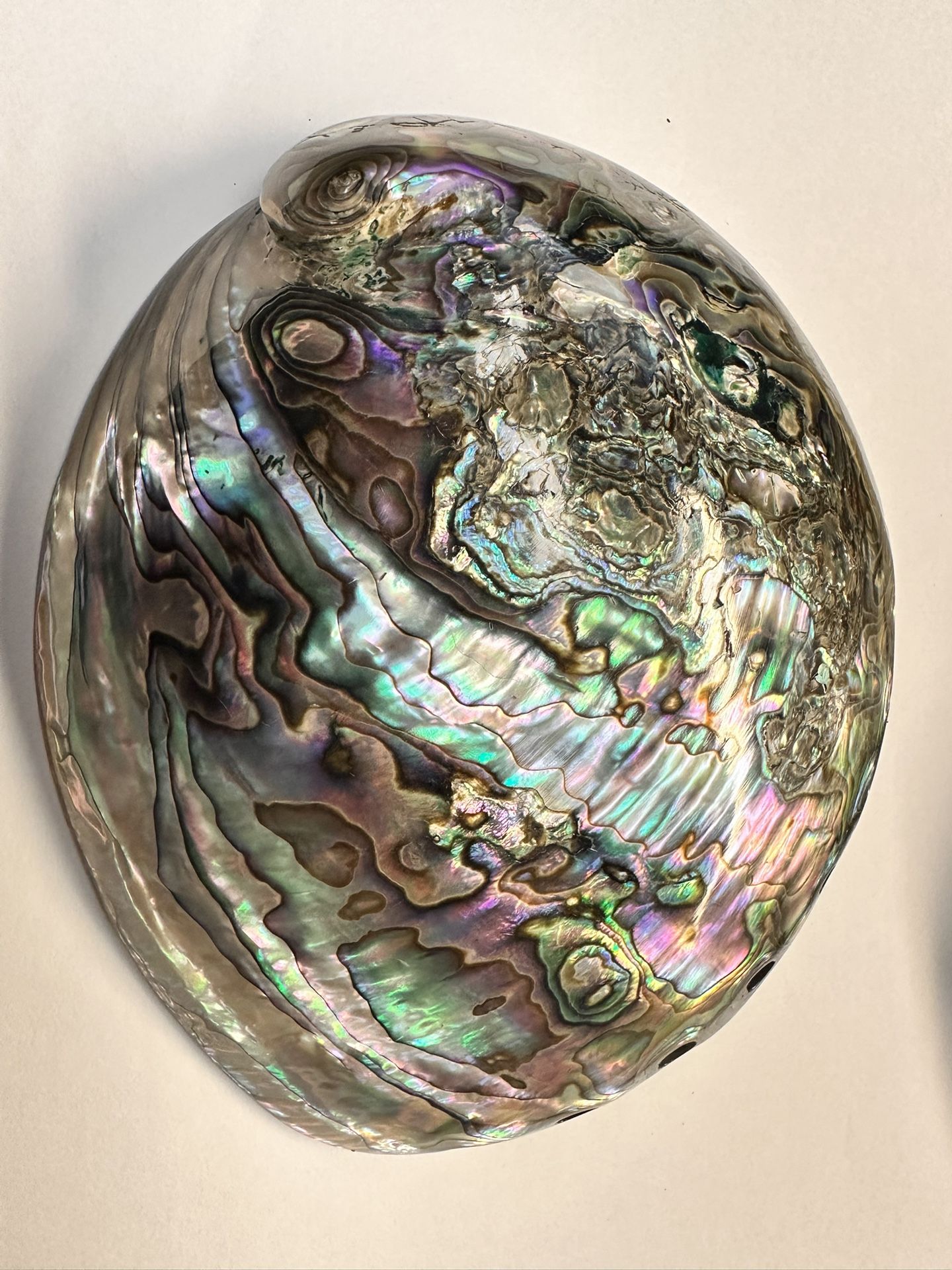 Vintage Abalone Shell Paua Very Rare and Unique POLISHED ON BOTH SIDES 6.5” x 5”