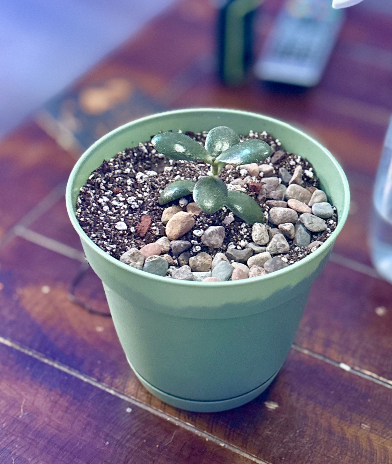 Jade Plant
