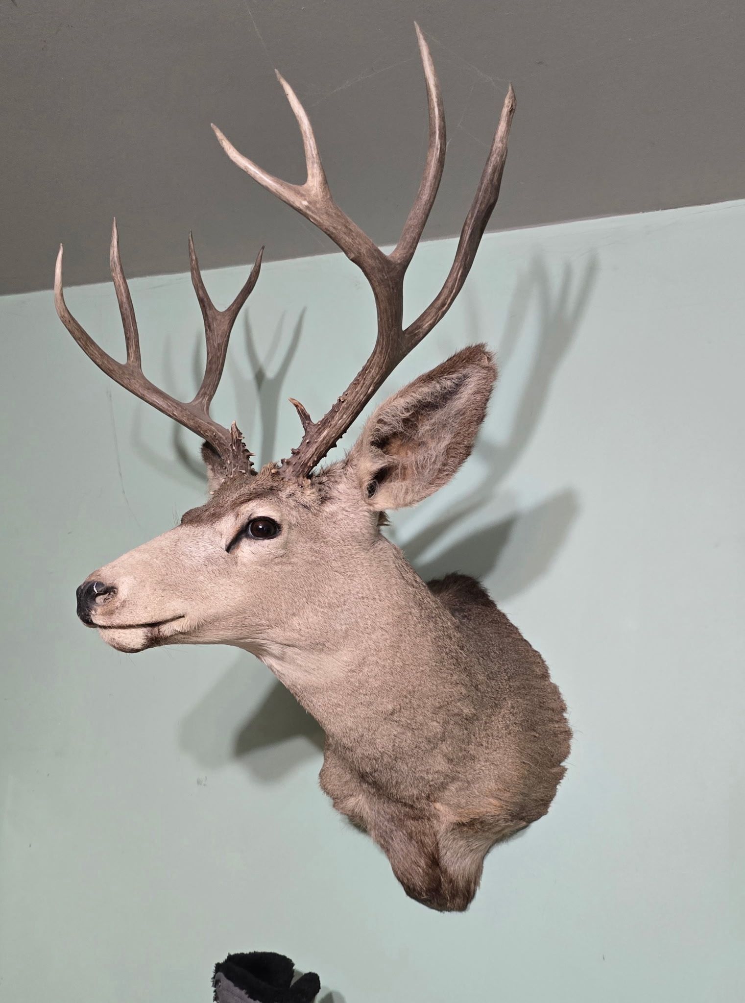 Large Deer Mount