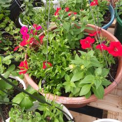 Geraniums baskets large size