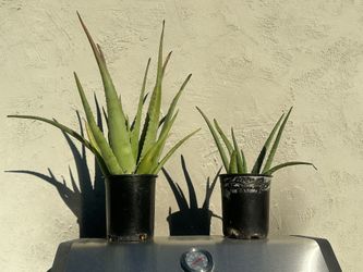 Aloe vera Of Various Sizes