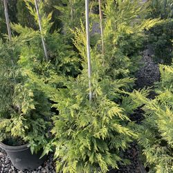 Gold Rider Leyland Cypress