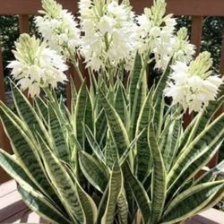 Mother In Laws Tongue Plants 🪴🐍🐍