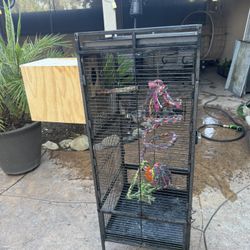 Bird Cage