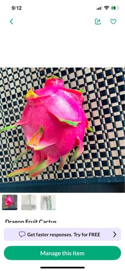 Pink dragon fruit Cactus