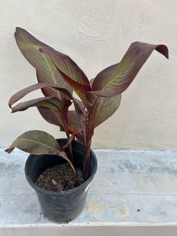 Red Canna Lily Plant