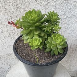 1.5 Gallon Pot Rare Succulent Plant - Sedeveria Rolly Letizia - Rooted & Established - Drought Resistant - 🪴