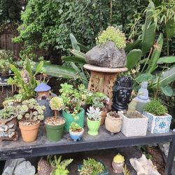 PLANT SALE  LAST OF THE YEAR. SAN LORENZO. ALL THIS WEEK