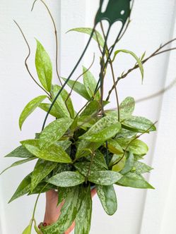 Hoya Publicalyx Splash Plant 6" Pot - Indoor House Plants
