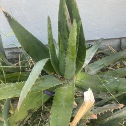 Aloe Vera Plant