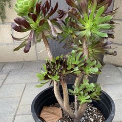 Succulent