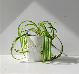Lush trendy high Variegation curly spider plant Bonnie plant/ Indoor Plant/ House Plant flower patio garden