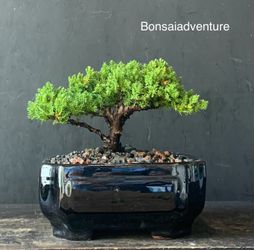 Bonsai Juniper 