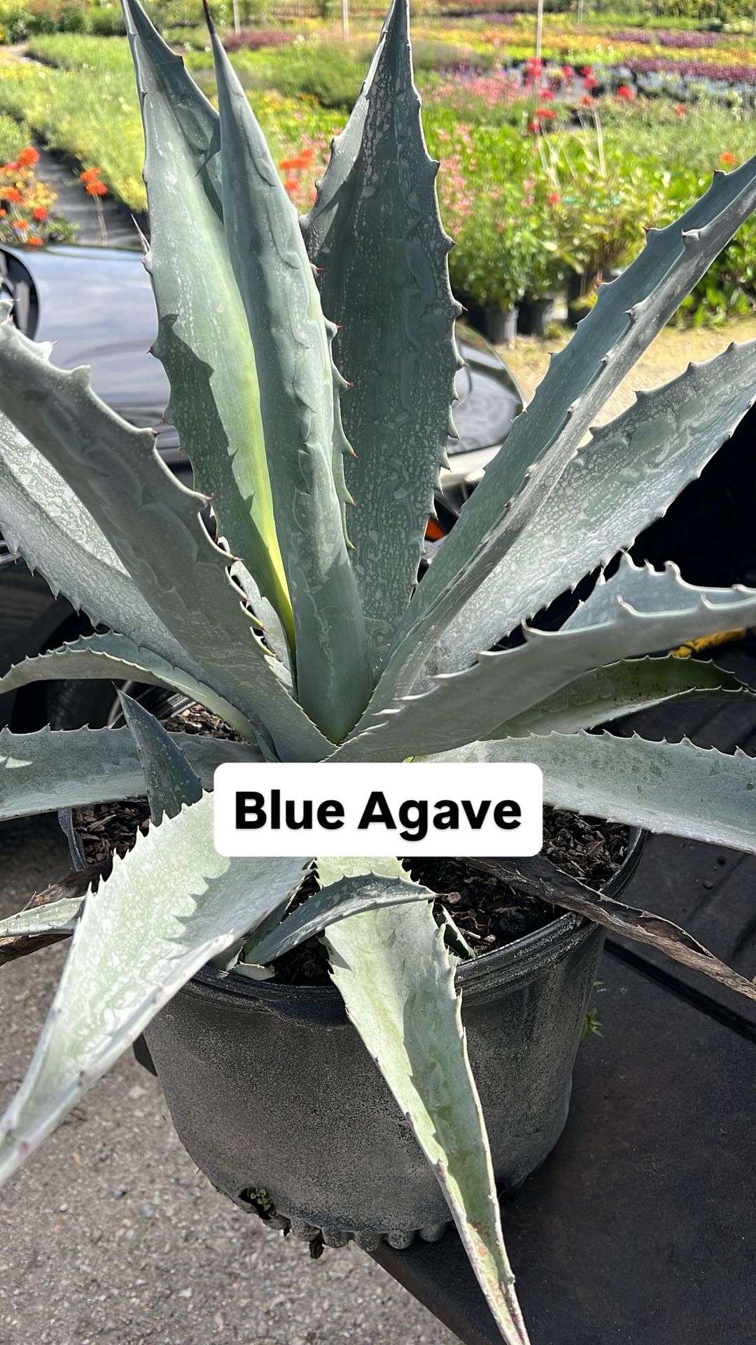 💙 Blue Agave