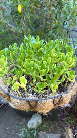 Hanging succulent plant/planta suculentas