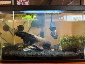 3 gallon tank aquarium