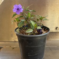 Mexican Petunias. Purple 