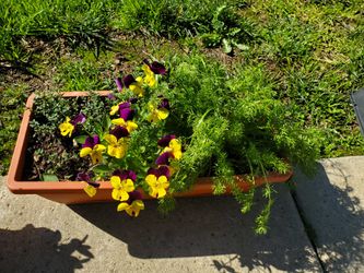 Herb Garden BOWL