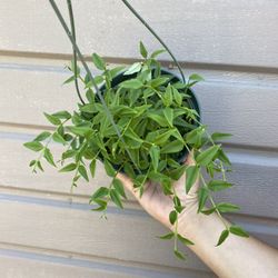 6” Hoya Bella Full Pot