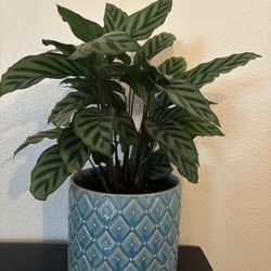 Calathea  Peacoch  Con Maceta de Ceramica 