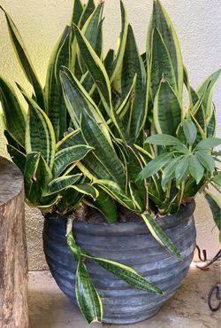Huge Snake Plant In Ceramic Pot