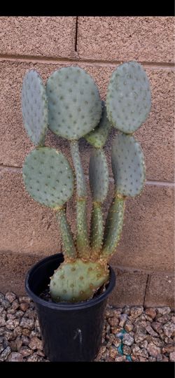 Prickly Pear Cactus 21” Tall