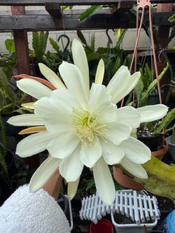 Epiphyllum- white