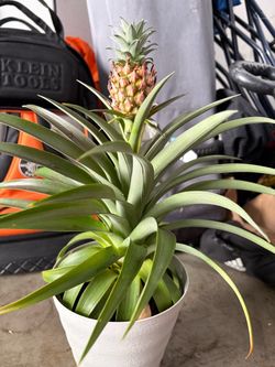 Pineapple plant and hydro plants.