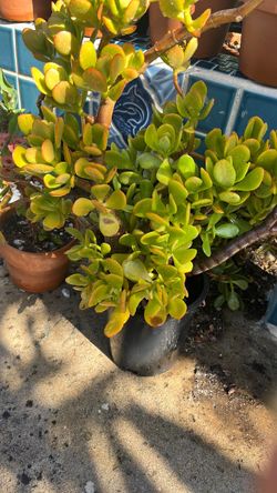 PLANTA JADE