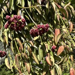 Hoya Wyetti Cuttings