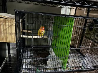 Bird Cage Plus Two Nest And Ca.included In The Price