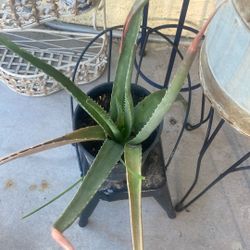 Alovera Great For Sun Or Shade 