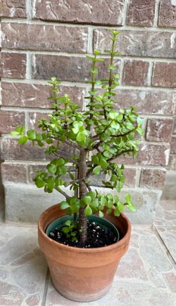 Elephant Bush Succulent Plant Bonsai 