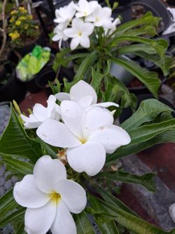 Bridal bouquet (Plumeria) $20