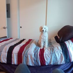 Electric Hospital Bed Very Comfortable Great Condition Price To Sell