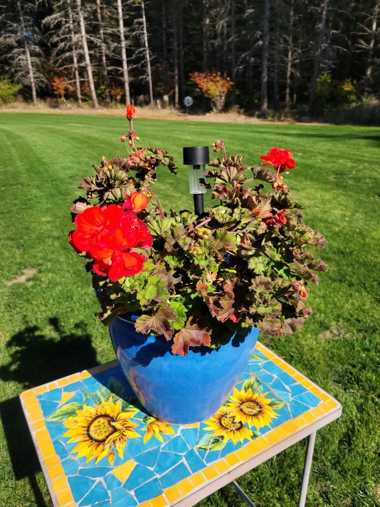 Blue Pot With Red Geranium