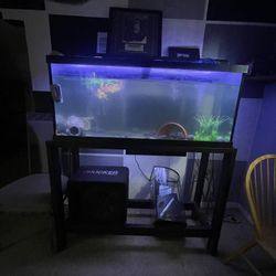 Fish Tank