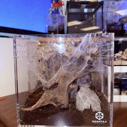 Tarantula Cribs 8x8 Cube for Female Green Bottle Blue