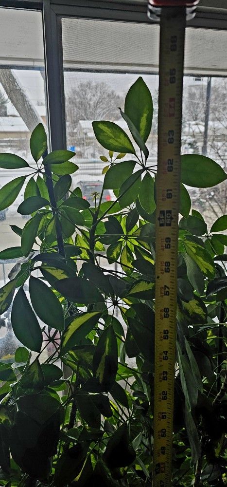 Umbrella tree (Schefflera arboricola)