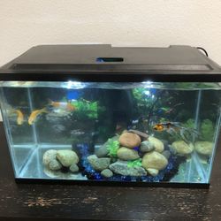 10g Fish Tank