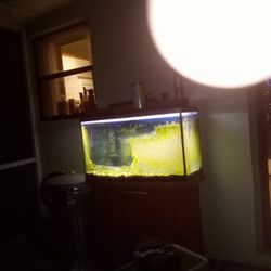 Fish Tank 