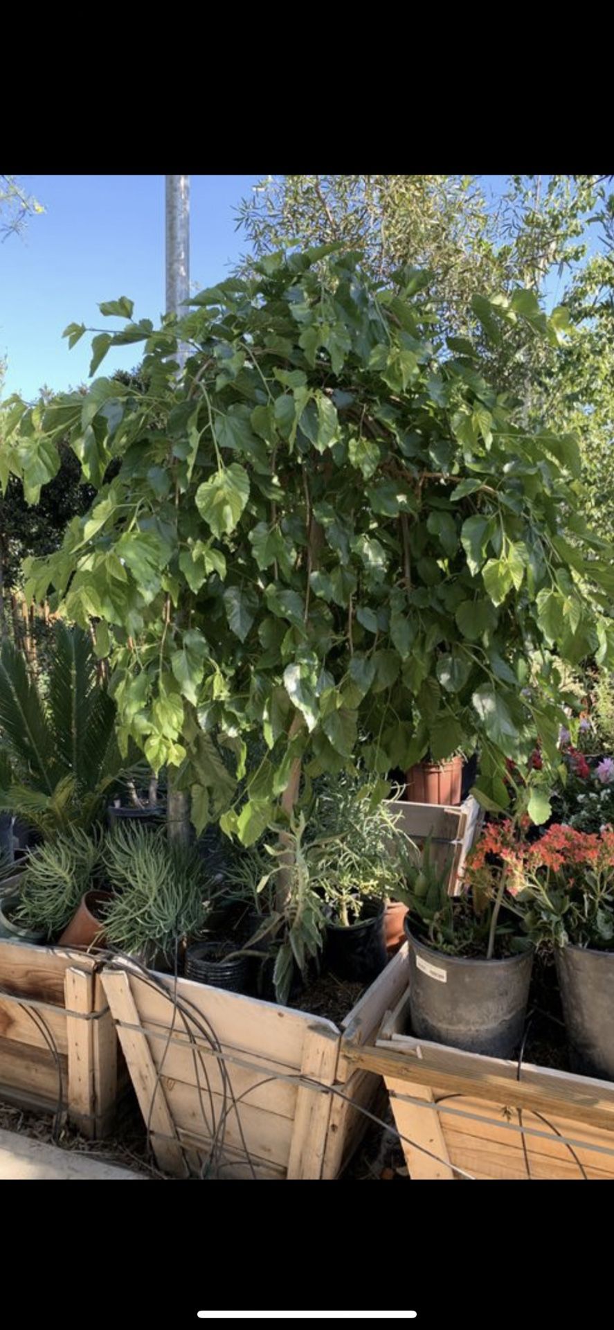 Fruitless Weeping Mulberry Tree