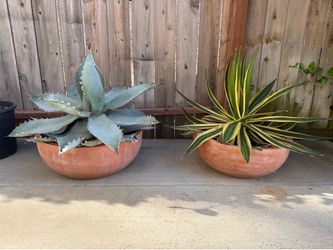 Various Succulent and Cactus Plants