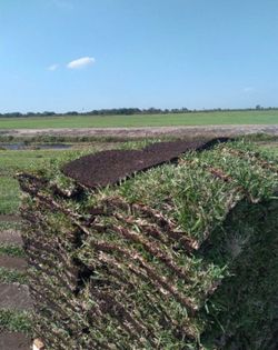 Sod Installation