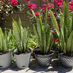 Snake Plants