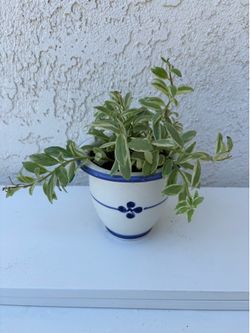 Variegated Lipstick Plant