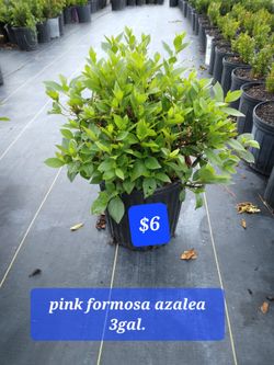 Formosa Azalea Plant