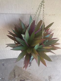 Tradescantia Spathacea Hanging Plant