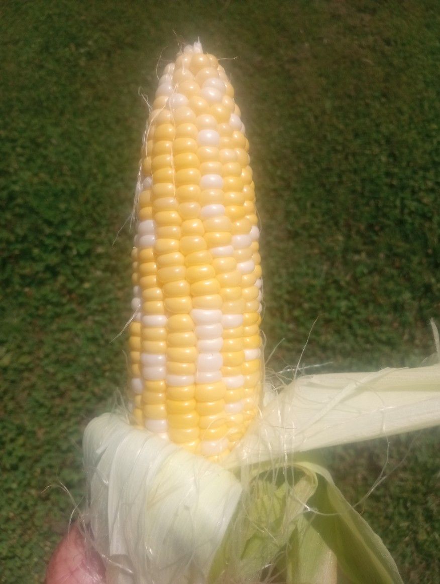 Sweet Corn Picked Daily 1/2 Dozen , Dozen Or Box
