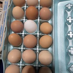Fresh Farm Eggs - Unwashed 
